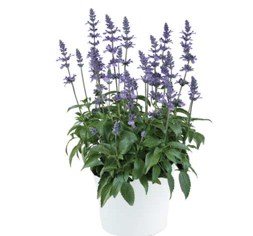 Elon Musk Talks About Psychedelics 4 Elon Musk Talks About Psychedelics