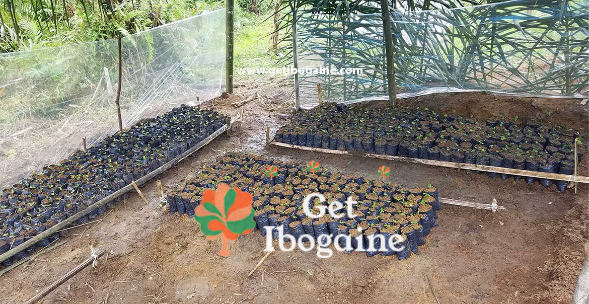 iboga plant | iboga sustainability