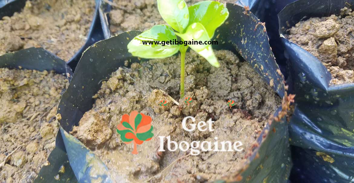 iboga plant | iboga sustainability
