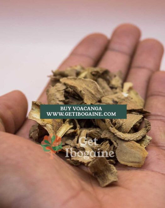 Buy Voacanga Africana Seeds
