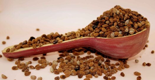 ibogaine seeds for sale | Frequently Asked Questions on Ibogaine