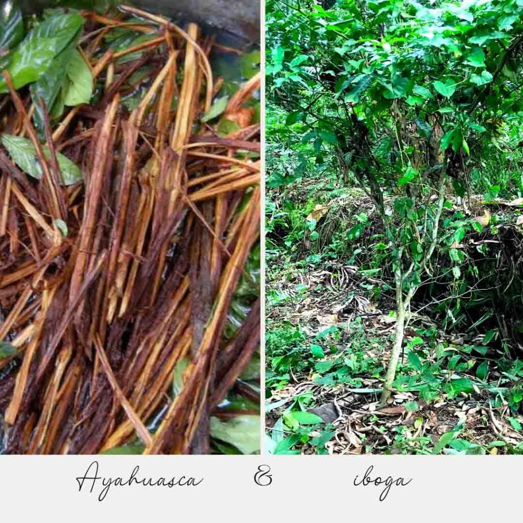 Ibogaine vs Ayahuasca - Uses in Modern-Day Addiction Treatment