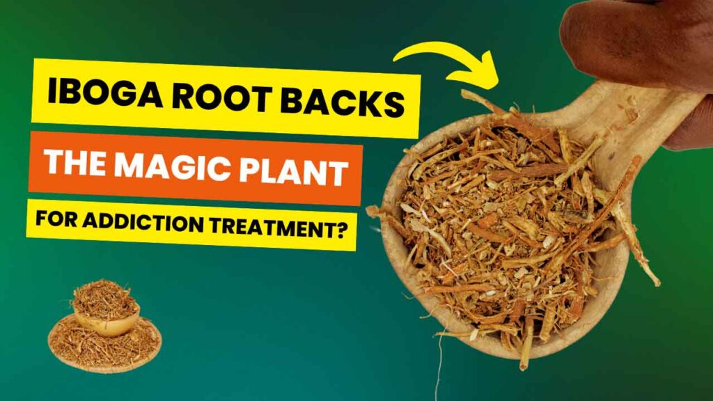 Iboga Root Bark For Addiction