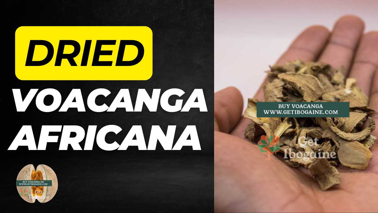 Voacanga Africana種子とその健康効果を知る