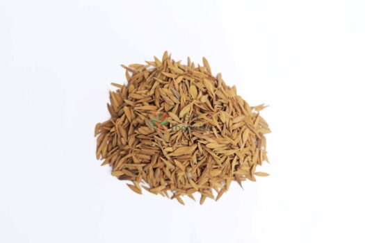 Strophanthus Gratus Seeds – Organic African Export (Bulk) - Image 3